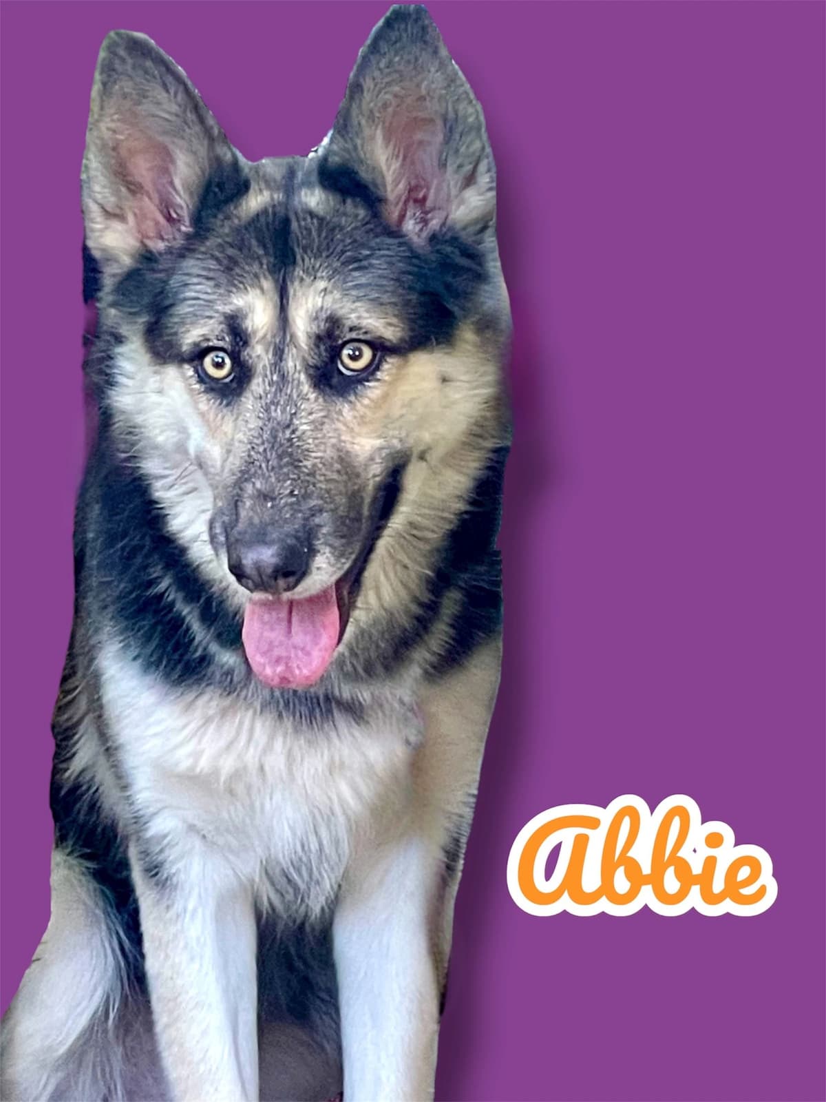 Abbie (fka Luna), a 1 year old GSD, available for adoption through Heart of Infinity Rescue Foundation