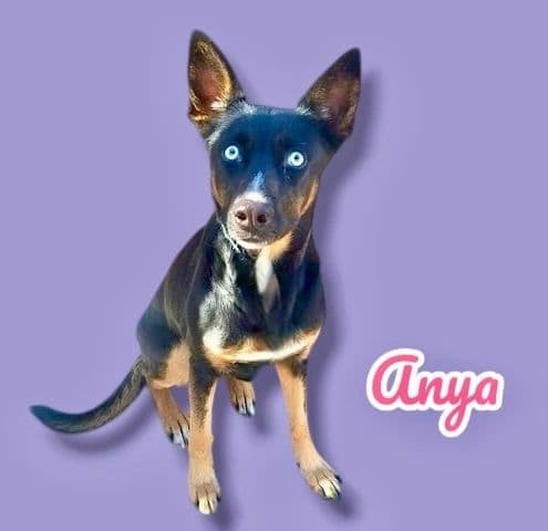 Anya, a 3 years old Kelpie x Husky Mix, available for adoption through Heart of Infinity Rescue Foundation