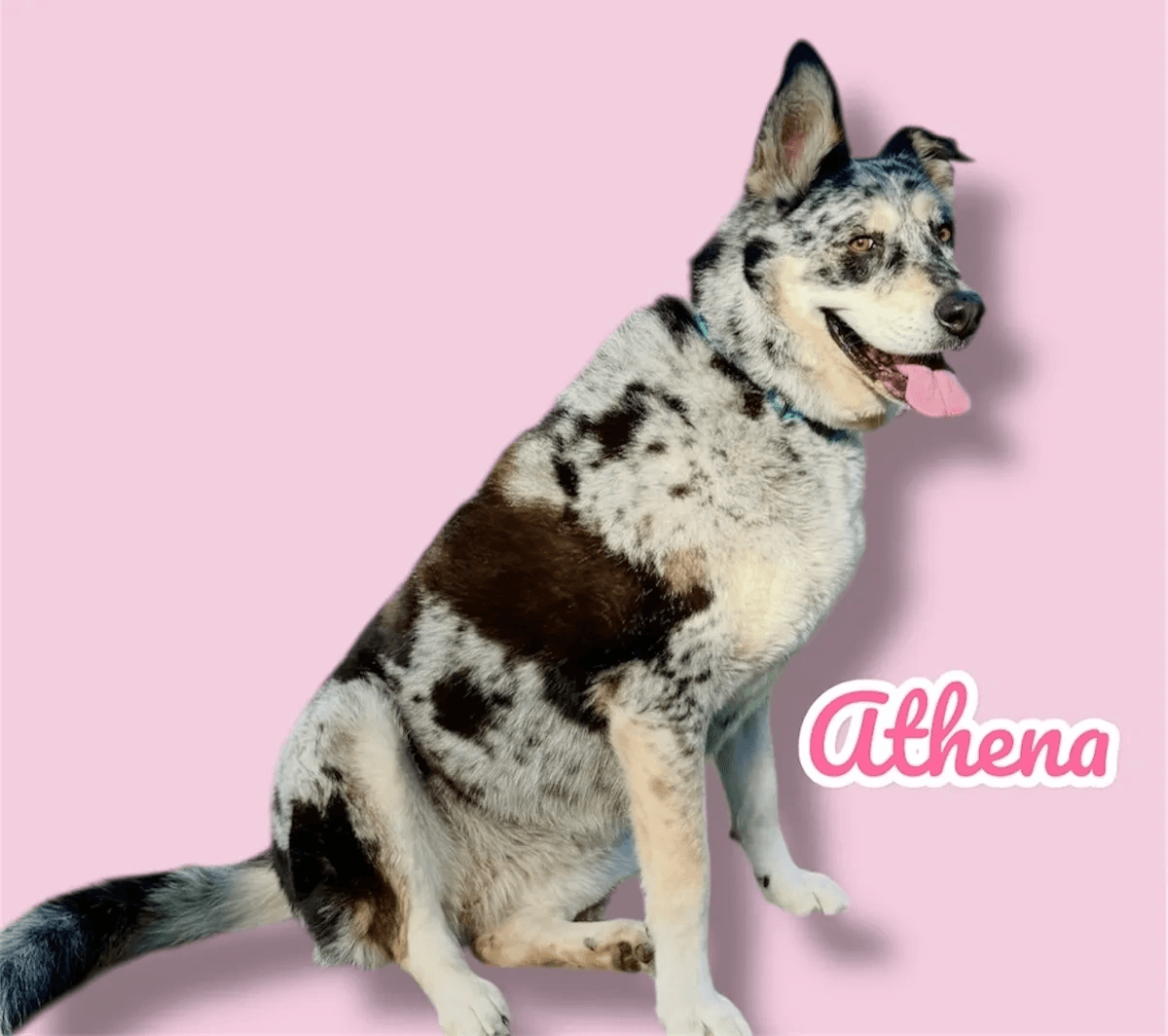 Athena, a 4 years old Catahoula x Blue Heeler x Aussie Mix, available for adoption through Heart of Infinity Rescue Foundation