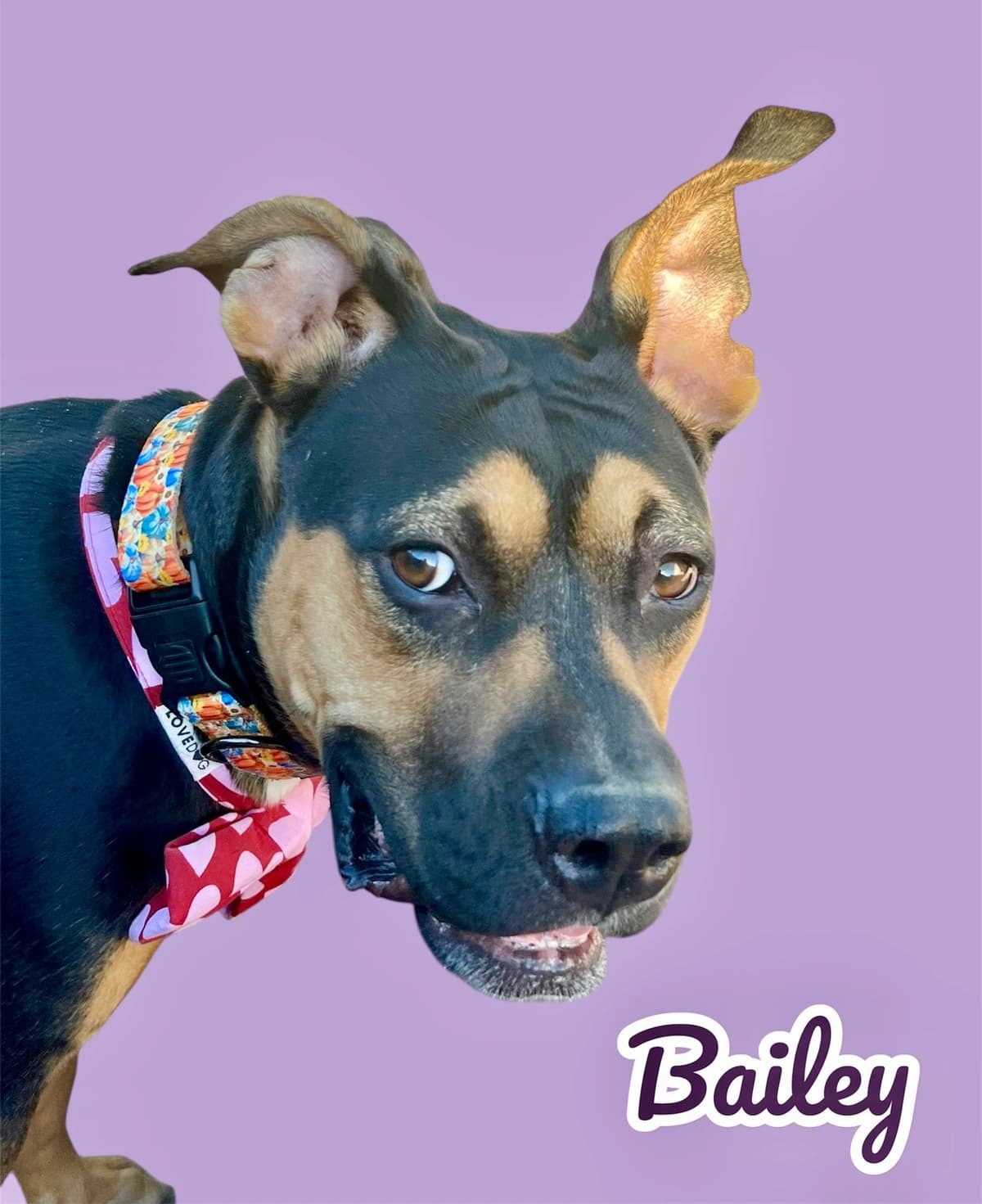 Bailey, a 2 years old Rottweiler Mix, available for adoption through Heart of Infinity Rescue Foundation