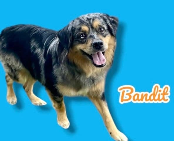 Bandit, a Under 2 years old Mini Aussie, available for adoption through Heart of Infinity Rescue Foundation