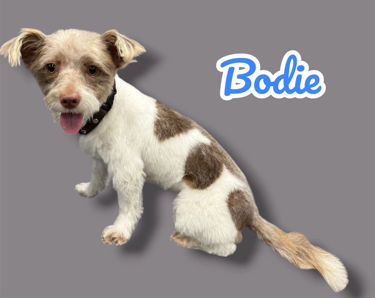 Bodie, a 2 years old Cairn Terrier Mix, available for adoption through Heart of Infinity Rescue Foundation