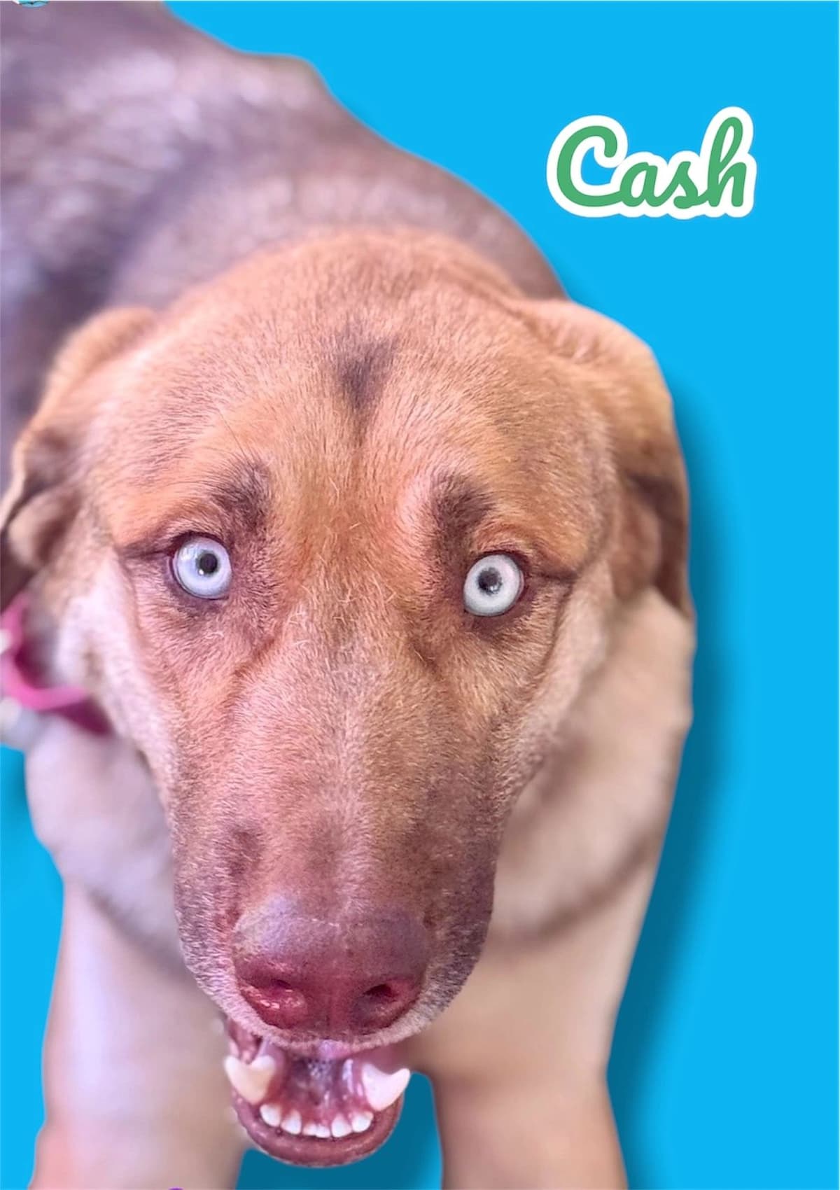 Cash, a 2 years old GSD x Husky Mix, available for adoption through Heart of Infinity Rescue Foundation