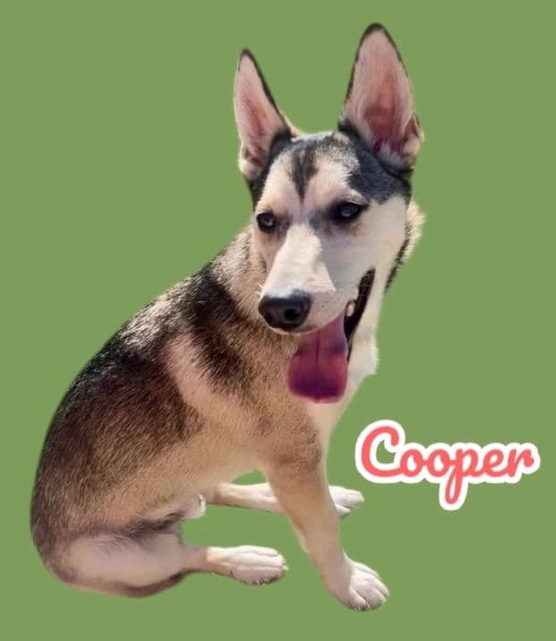 Cooper, a 1 year old Klee Kai Mix, available for adoption through Heart of Infinity Rescue Foundation