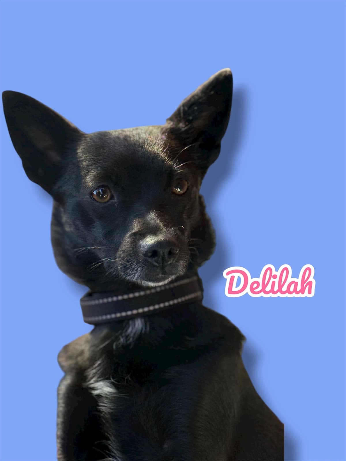 Delilah, a 2 years old Chi Mix, available for adoption through Heart of Infinity Rescue Foundation