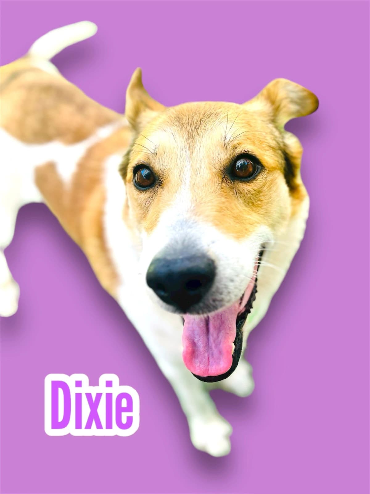 Dixie, a 5–6 years old Sheltie x Shepherd Mix, available for adoption through Heart of Infinity Rescue Foundation