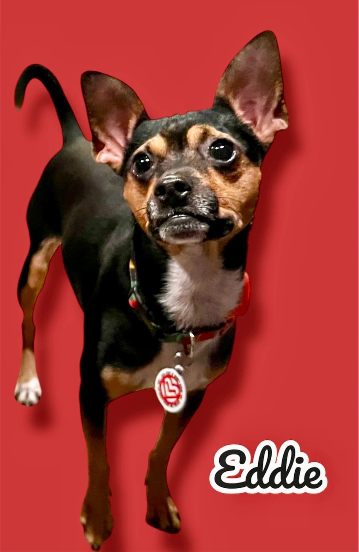 Eddie, a 2 years old Min Pin x Chihuahua Mix, available for adoption through Heart of Infinity Rescue Foundation