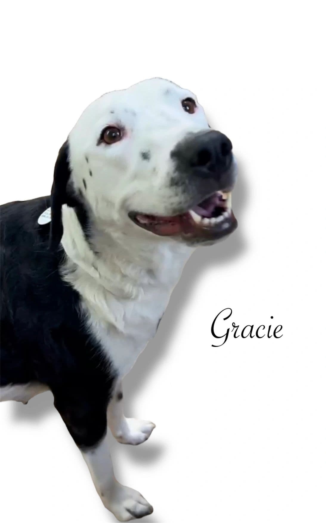 Gracie, a 4 years old Heeler x Bully Mix, available for adoption through Heart of Infinity Rescue Foundation
