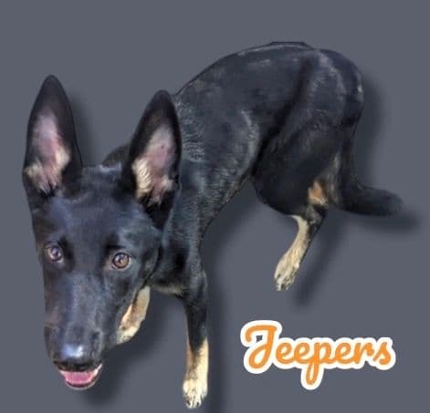 Jeepers, a Under 1 year old Shepherd Mix, available for adoption through Heart of Infinity Rescue Foundation