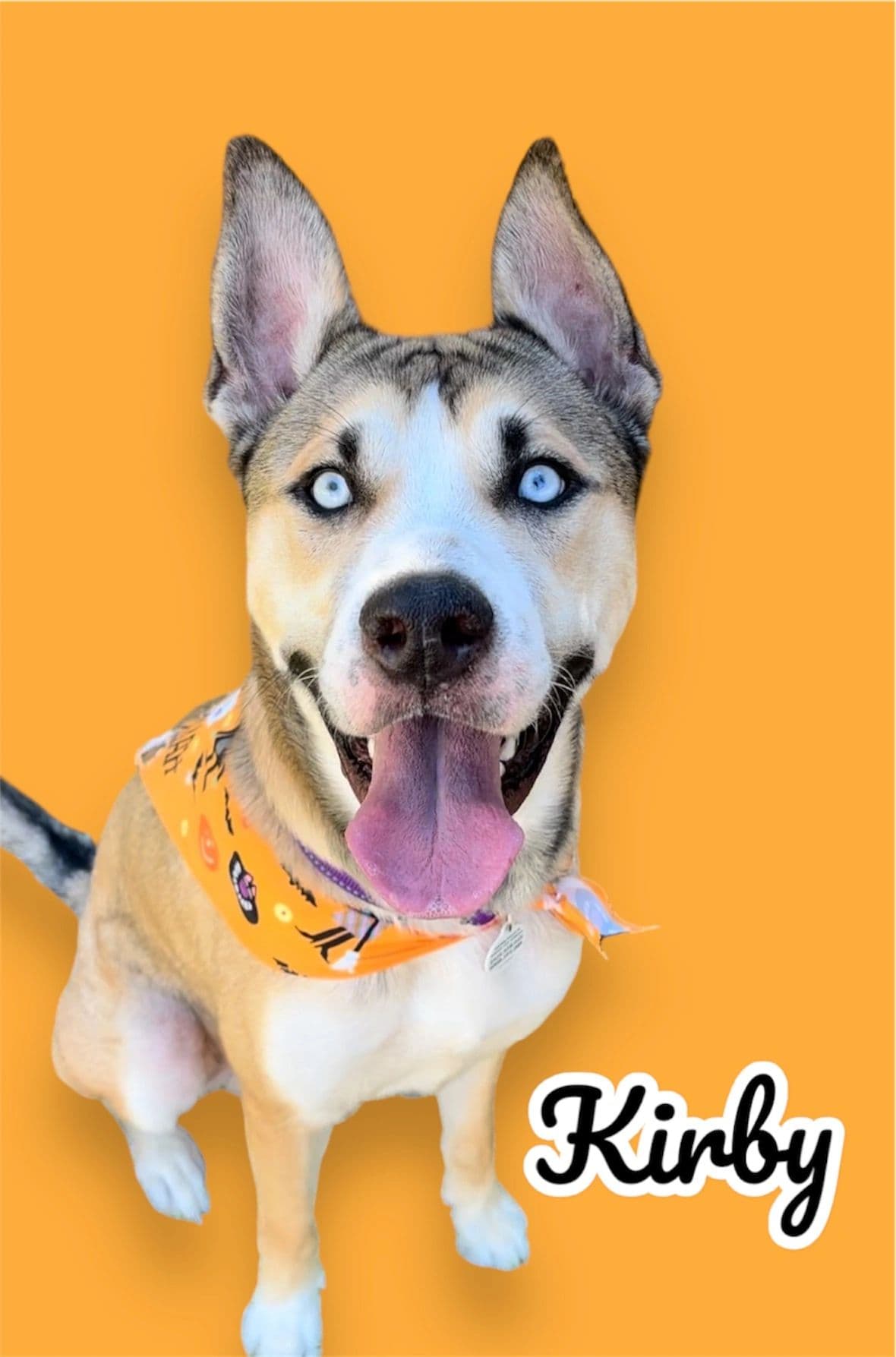 Kirby, an adoptable Husky Mix, available for adoption through Heart of Infinity Rescue Foundation