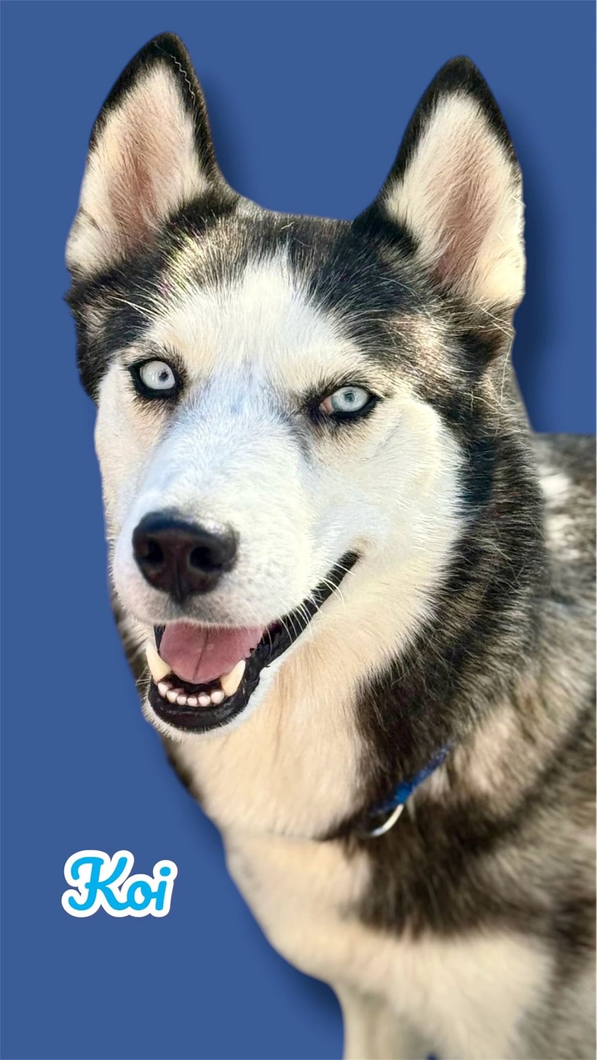 Koi, a 2 years old Husky, available for adoption through Heart of Infinity Rescue Foundation