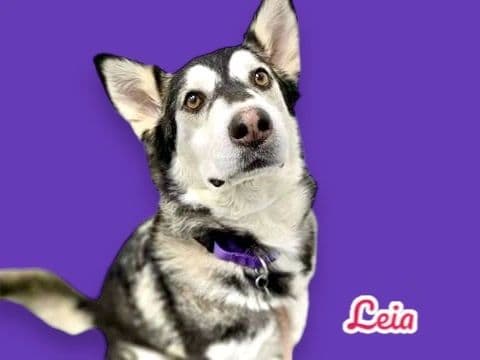 Leia, a ~6 years old Husky, available for adoption through Heart of Infinity Rescue Foundation
