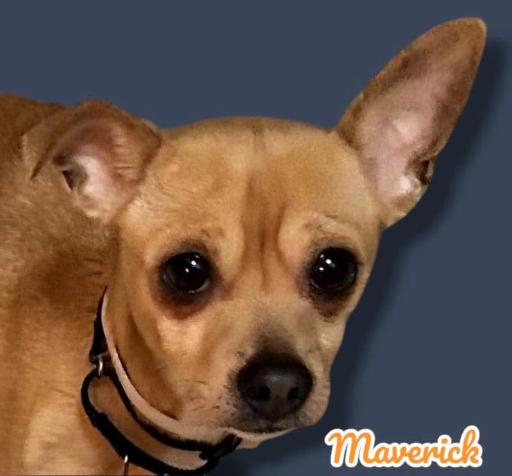 Maverick, a 3 years old Chi Mix, available for adoption through Heart of Infinity Rescue Foundation