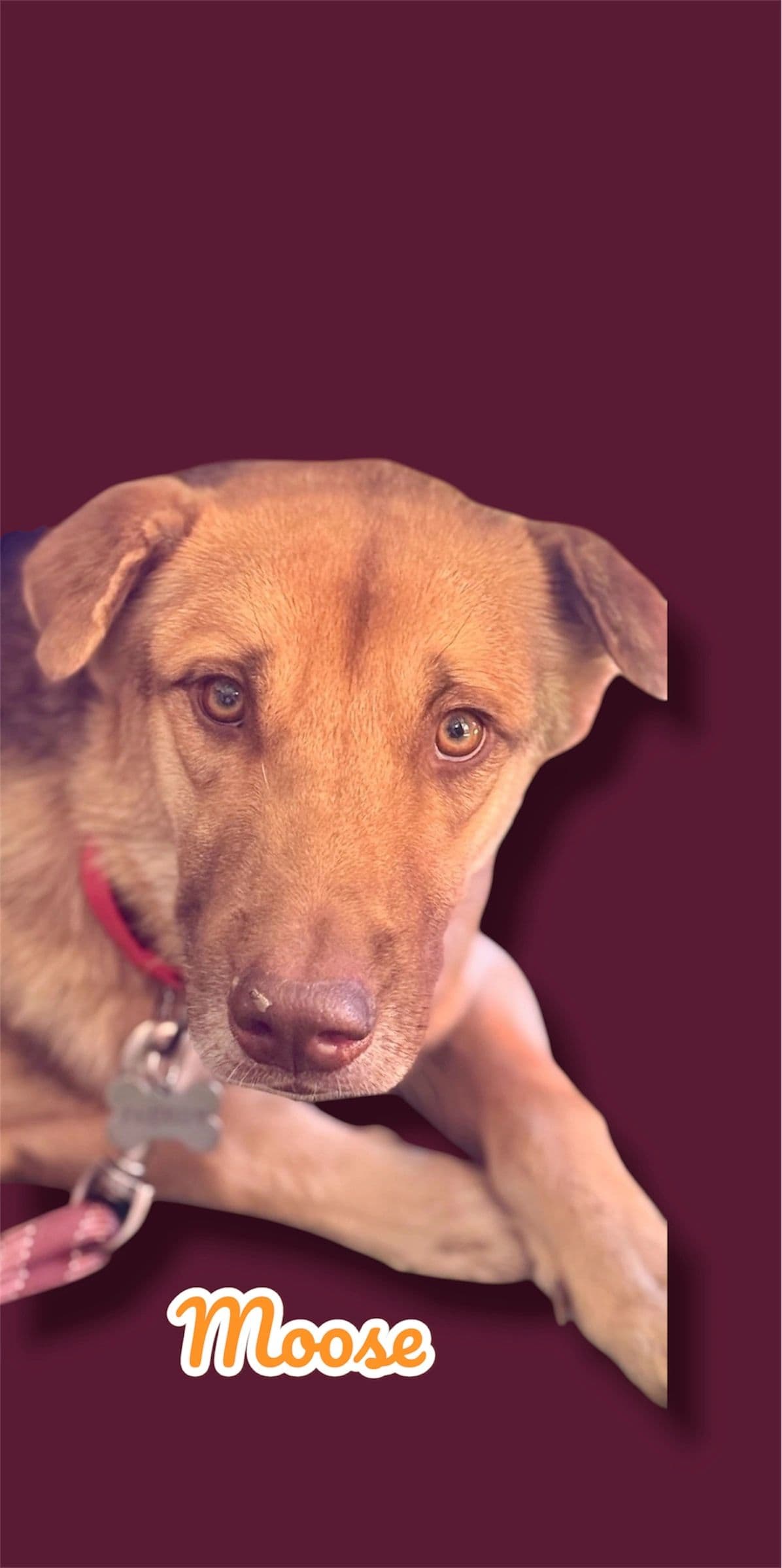 Moose, a 2 years old GSD x Husky Mix, available for adoption through Heart of Infinity Rescue Foundation