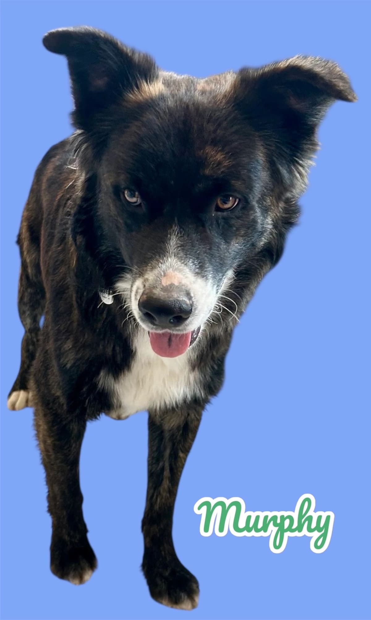 Murphy, a 2–3 years old Border Collie x Chow Mix, available for adoption through Heart of Infinity Rescue Foundation