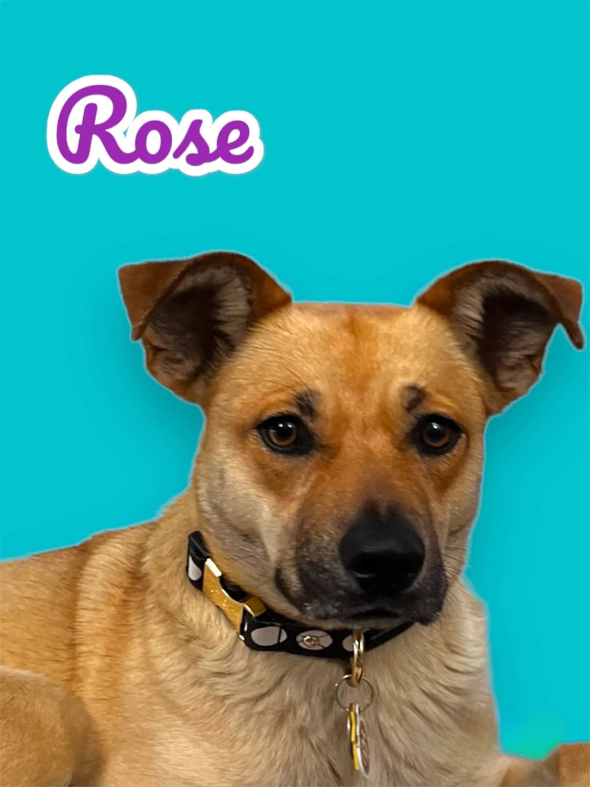 Rose, a ~4 years old Lab x Shepherd Mix, available for adoption through Heart of Infinity Rescue Foundation