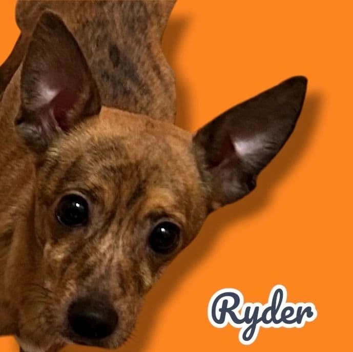 Ryder, a 3 years old Chi Mix, available for adoption through Heart of Infinity Rescue Foundation