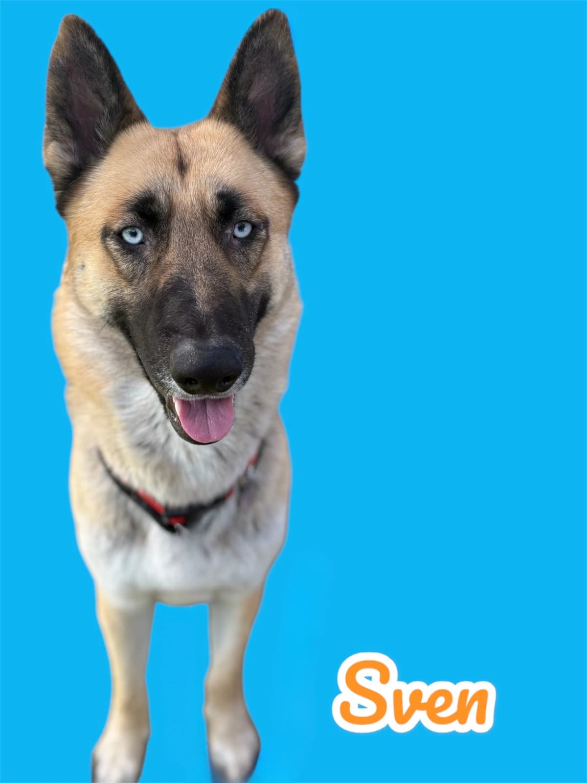 Sven, a 1–2 years old Shepsky (GSD x Husky Mix), available for adoption through Heart of Infinity Rescue Foundation