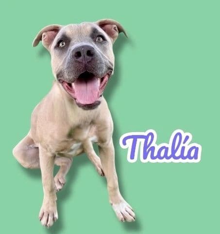 Thalia, a 1 year old Pittie, available for adoption through Heart of Infinity Rescue Foundation