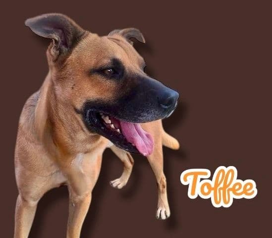 Toffee, a 4 years old Shepherd Mix, available for adoption through Heart of Infinity Rescue Foundation