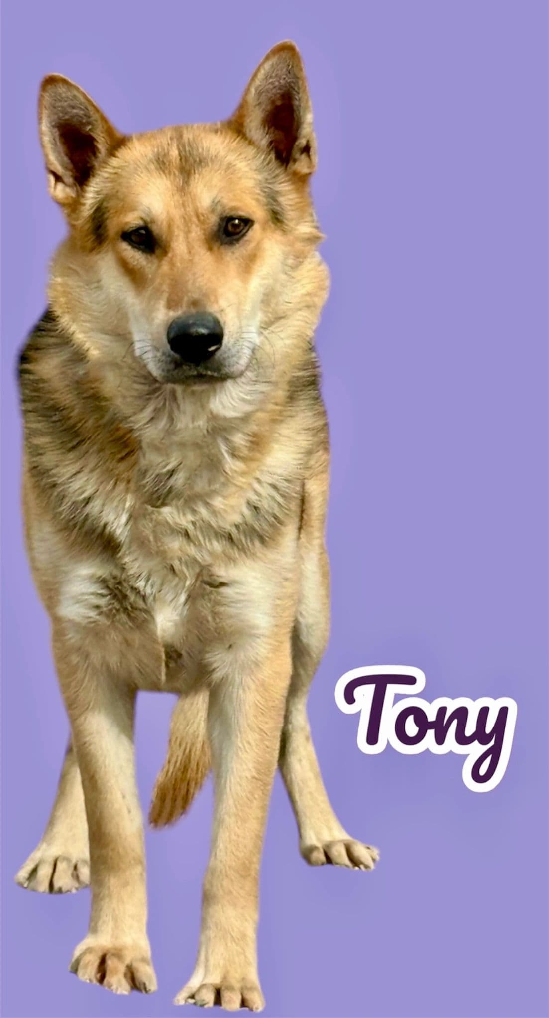 Tony, a 1 year old German Shepherd Mix, available for adoption through Heart of Infinity Rescue Foundation