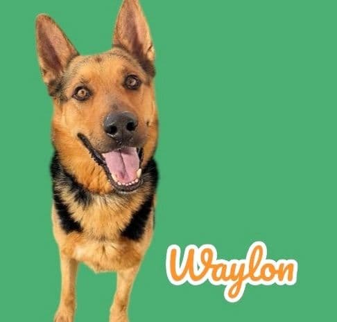Waylon, a ~2 years old GSD Mix, available for adoption through Heart of Infinity Rescue Foundation