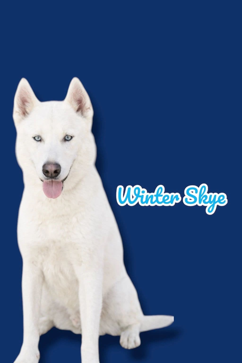 Winter Skye, a 2 years old Husky, available for adoption through Heart of Infinity Rescue Foundation