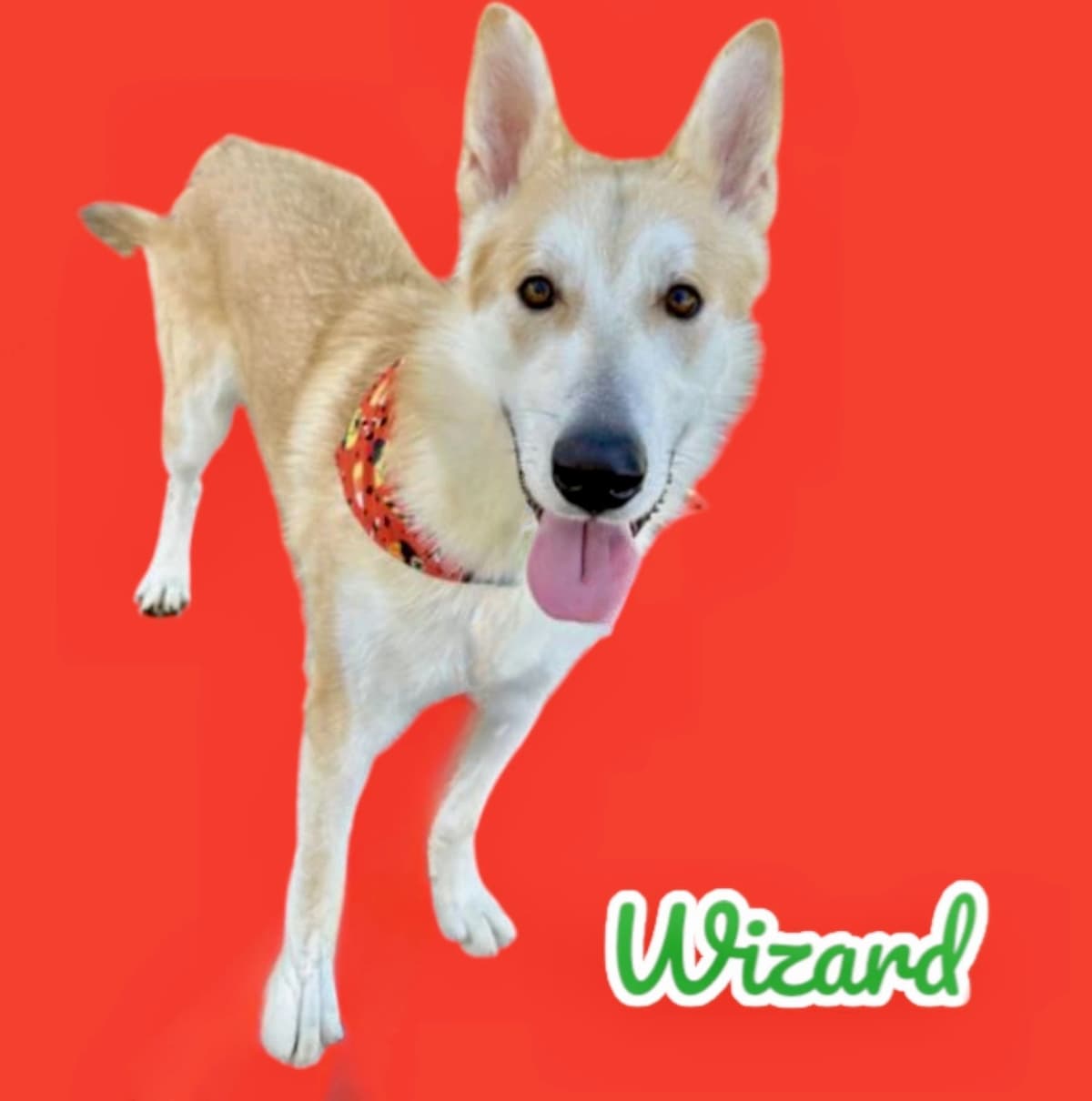 Wizard, a ~1.5 years old GSD x Husky Mix, available for adoption through Heart of Infinity Rescue Foundation