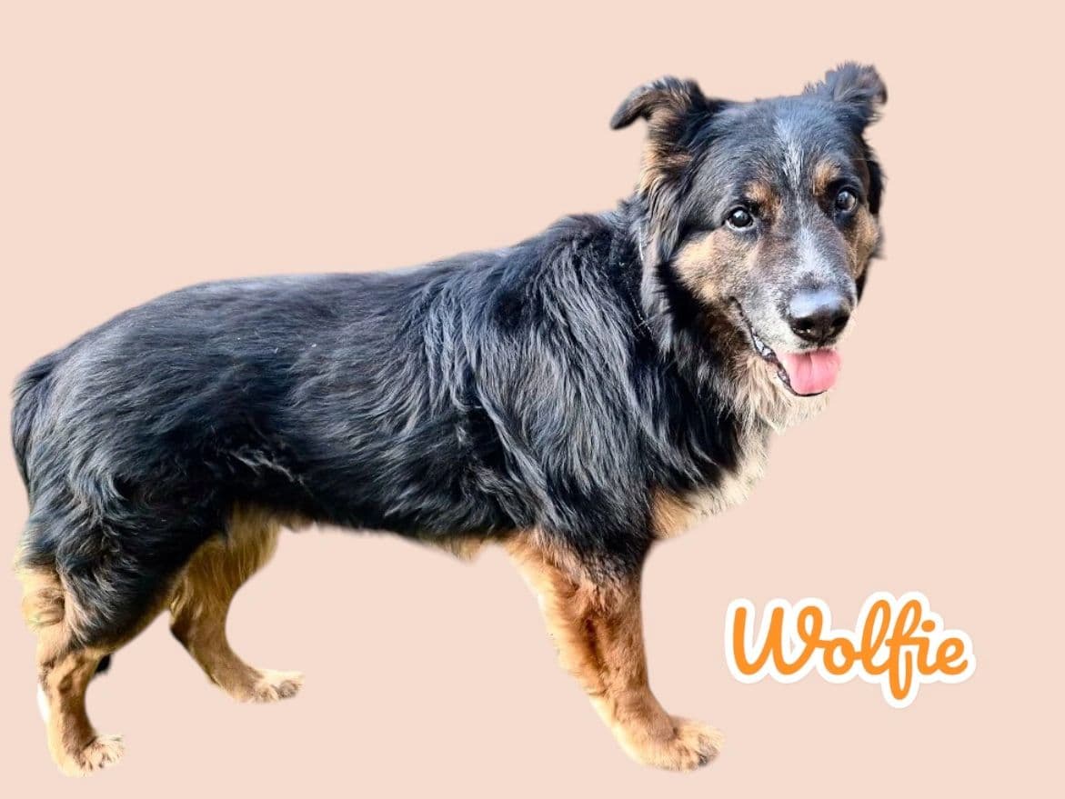 Wolfie, a 7–8 years old Aussie Shepherd Mix, available for adoption through Heart of Infinity Rescue Foundation