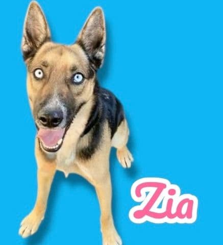 Zia, a 3 years old Shepsky Mix, available for adoption through Heart of Infinity Rescue Foundation