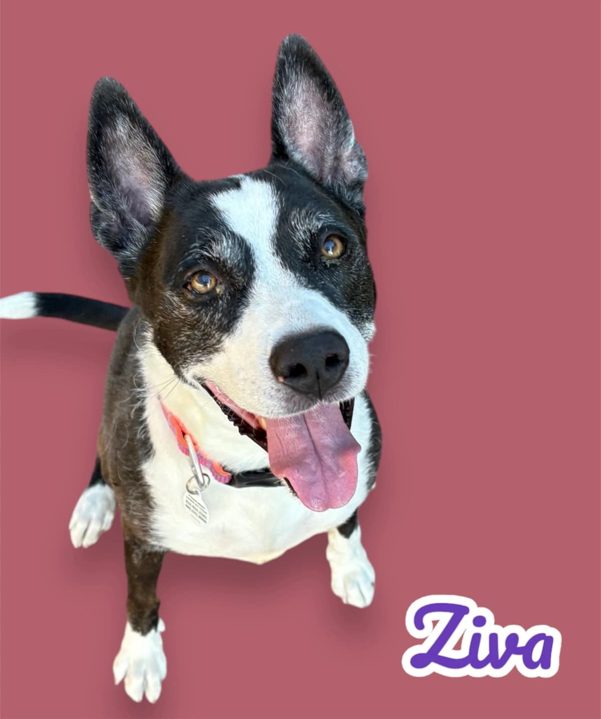 Ziva, a ~5 years old Aussie Cattle Dog Mix, available for adoption through Heart of Infinity Rescue Foundation